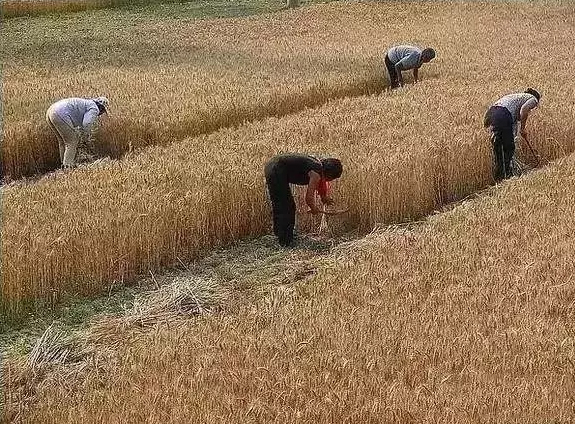童鞋们,六一啦!又到回忆童年的时候了(割麦?捉鱼?藏老猫?)